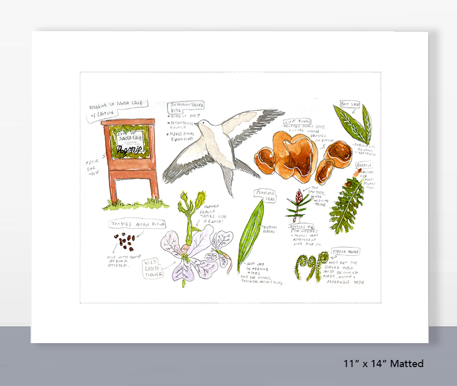 Santa Cruz Foraging (Set of 2)