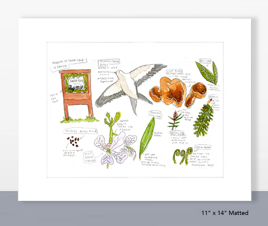 Santa Cruz Foraging (Set of 2)