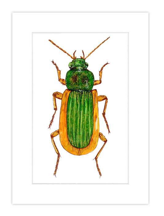 Watercolor Bug Print 3