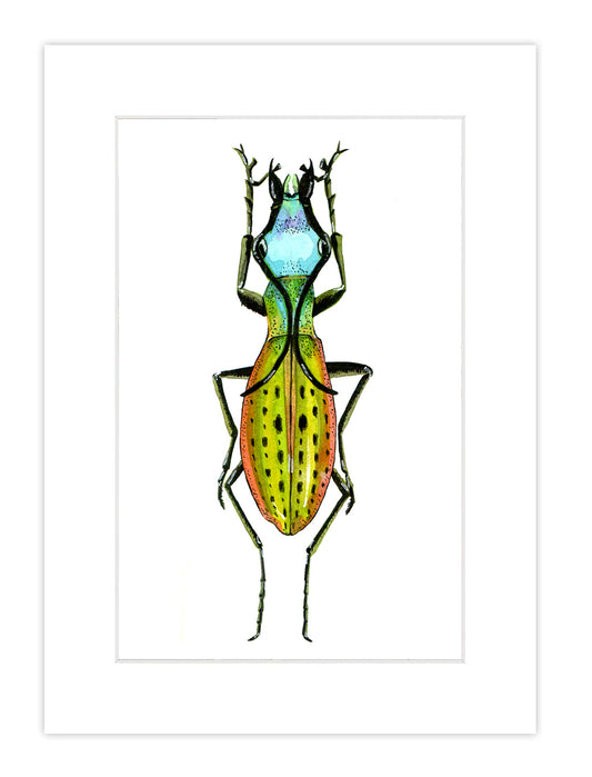 Watercolor Bug Print 5